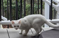 Found/Stray Unknown Cat last seen Forest Ave s & lotus pl s, Seattle, WA 98178