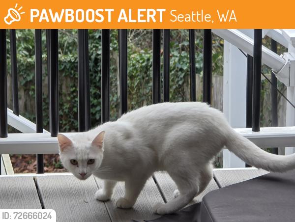 Found/Stray Unknown Cat last seen Forest Ave s & lotus pl s, Seattle, WA 98178