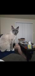 Lost Male Cat last seen Austin Bluffs & Barnes, Colorado Springs, CO 80917