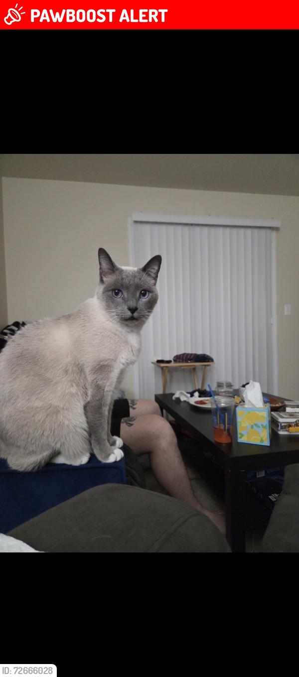 Lost Male Cat last seen Austin Bluffs & Barnes, Colorado Springs, CO 80917
