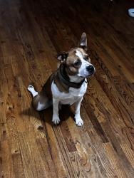 Found/Stray Male Dog last seen Bellevue Library , Nashville, TN 37221