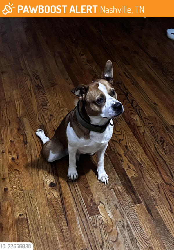 Found/Stray Male Dog last seen Bellevue Library , Nashville, TN 37221