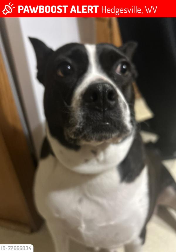 Lost Female Dog last seen Hedgesville middle school , Hedgesville, WV 25427