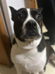 Lost Female Dog last seen Hedgesville middle school , Hedgesville, WV 25427