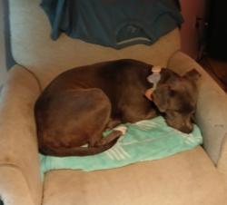 Lost Female Dog last seen Crary st, Semmes, AL 36575