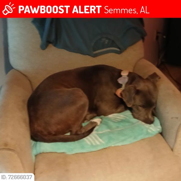 Lost Female Dog last seen Crary st, Semmes, AL 36575