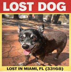 Lost Male Dog last seen 107th St between NW 7th Ave & NW 8th Ave – Miami, FL 33168, Miami Shores, FL 33168