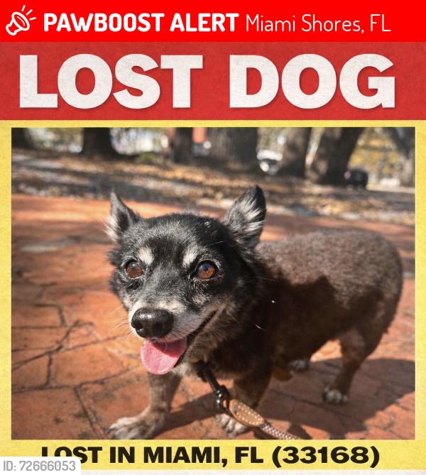 Lost Male Dog last seen 107th St between NW 7th Ave & NW 8th Ave – Miami, FL 33168, Miami Shores, FL 33168