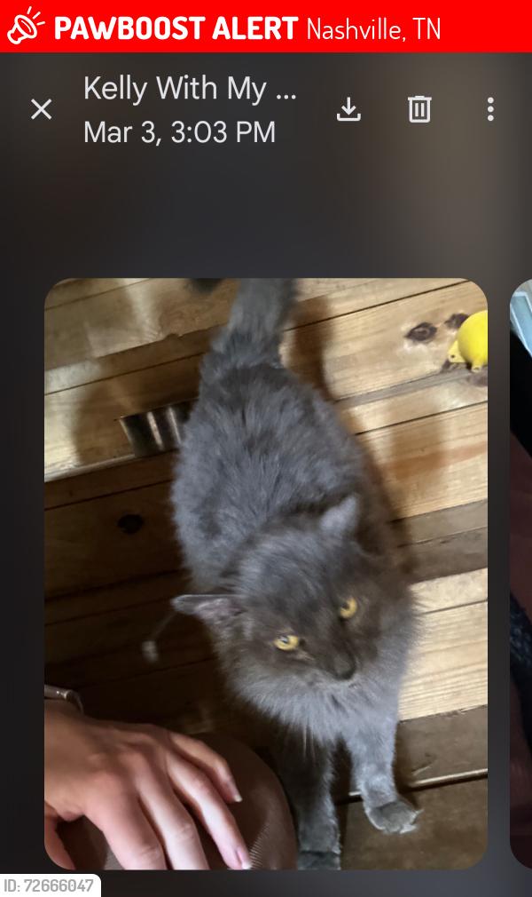 Lost Male Cat last seen Park Circle /Old Hickory Blvd, Nashville, TN 37138