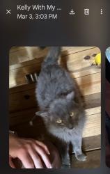 Lost Male Cat last seen Park Circle /Old Hickory Blvd, Nashville, TN 37138