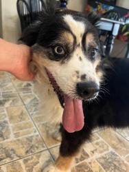 Found/Stray Unknown Dog last seen Parkway and gentle breeze , Melbourne, FL 32934