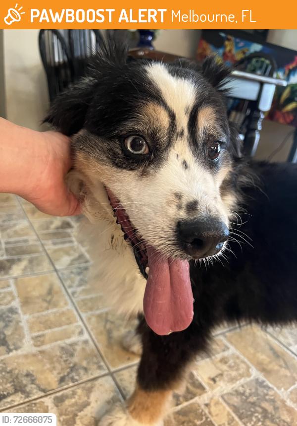 Found/Stray Unknown Dog last seen Parkway and gentle breeze , Melbourne, FL 32934