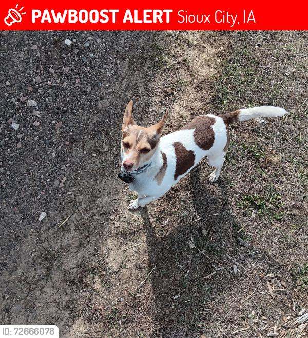 Lost Male Dog last seen  Depot, Sioux City, IA 51106