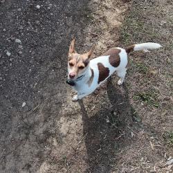 Lost Male Dog last seen  Depot, Sioux City, IA 51106