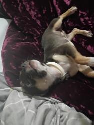 Lost Female Dog last seen prestwick and pecan valley dr , San Antonio, TX 78223