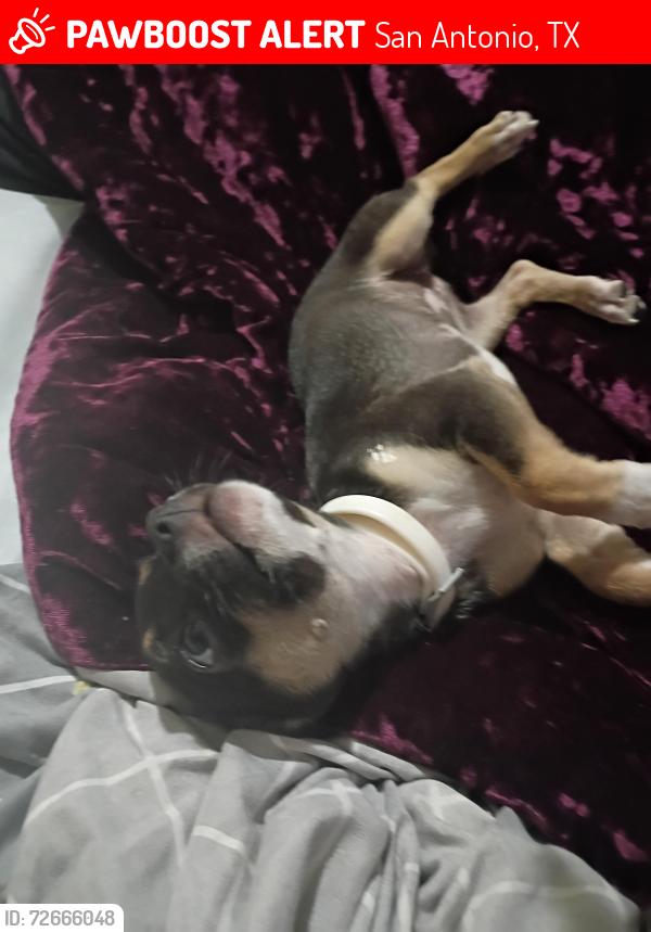 Lost Female Dog last seen prestwick and pecan valley dr , San Antonio, TX 78223