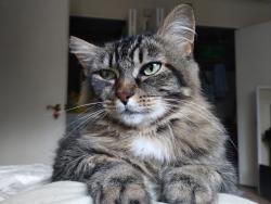 Reunited Female Cat last seen Stark and SE 146th Ave, Portland, OR 97233