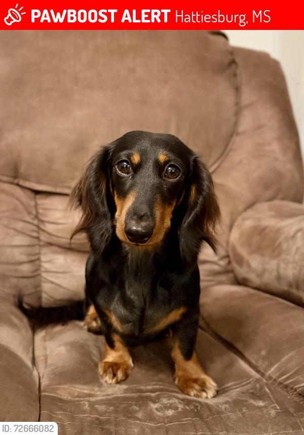 Lost Female Dog last seen OR Smith, Hattiesburg, MS 39401