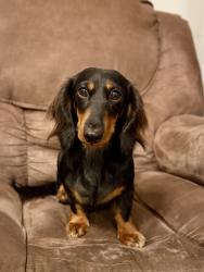 Lost Female Dog last seen OR Smith, Hattiesburg, MS 39401
