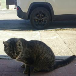 Found/Stray Unknown Cat last seen Gower Street and Pilot's Hill, St. John's, NL A1C 1N5