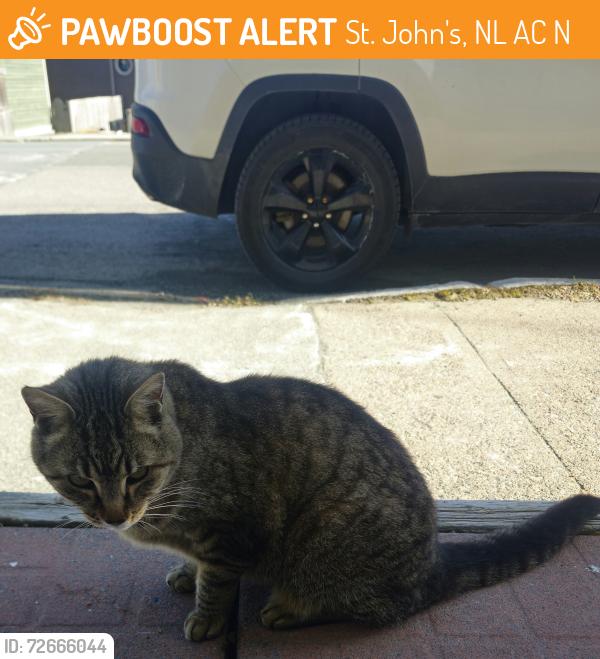 Found/Stray Unknown Cat last seen Gower Street and Pilot's Hill, St. John's, NL A1C 1N5