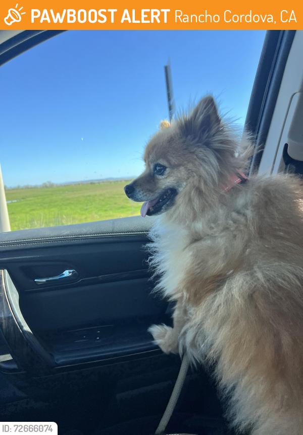 Found/Stray Unknown Dog last seen Americanos and Douglas rancho cordova , Rancho Cordova, CA 95742