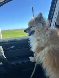 Found/Stray Unknown Dog last seen Americanos and Douglas rancho cordova , Rancho Cordova, CA 95742