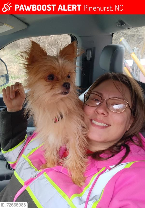Lost Male Dog last seen Golf course , Pinehurst, NC 28374