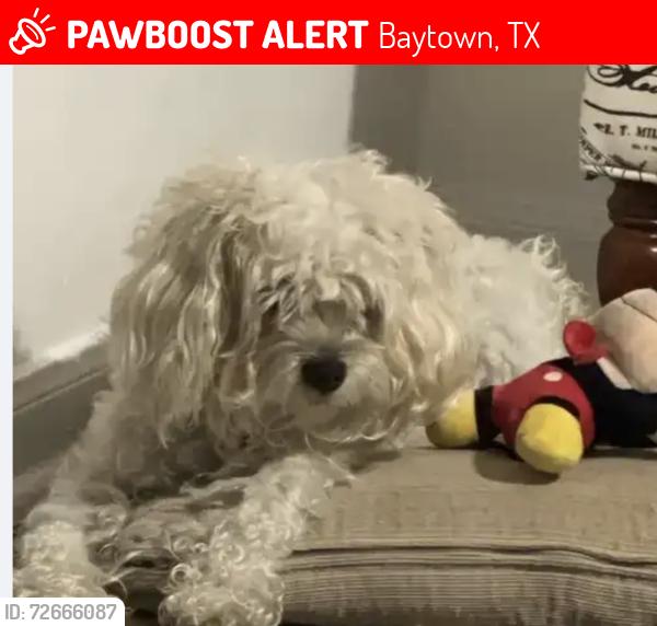 Lost Female Dog last seen Sjolander, Baytown, TX 77521