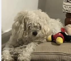 Lost Female Dog last seen Sjolander, Baytown, TX 77521