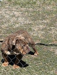 Found/Stray Male Dog last seen Bell Plains Road, Taylor County, TX 79508
