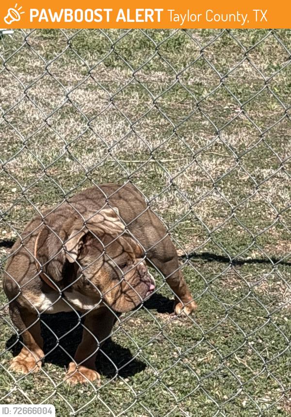Found/Stray Male Dog last seen Bell Plains Road, Taylor County, TX 79508