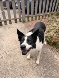 Found/Stray Male Dog last seen Stuart Ave , Richmond, VA 23220
