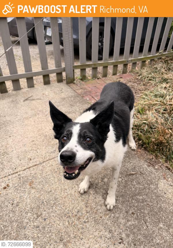 Found/Stray Male Dog last seen Stuart Ave , Richmond, VA 23220