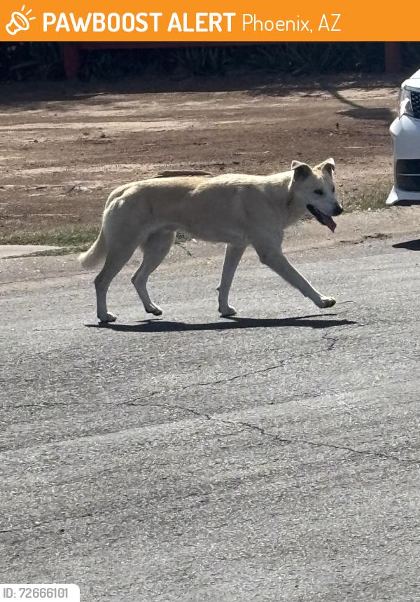Found/Stray Unknown Dog last seen 19th Avenue and Osborn Street , Phoenix, AZ 85015