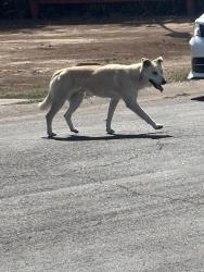 Found/Stray Unknown Dog last seen 19th Avenue and Osborn Street , Phoenix, AZ 85015