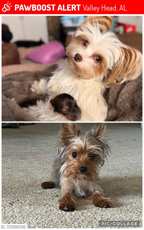Lost Female Dog last seen Seen by 595 mailbox, Valley Head, AL 35989