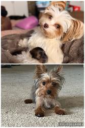 Lost Female Dog last seen Seen by 595 mailbox, Valley Head, AL 35989