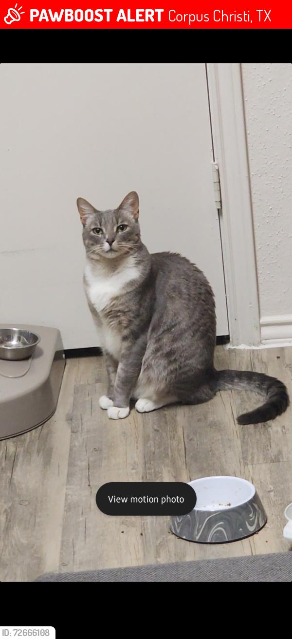 Lost Male Cat last seen Saratoga and staples st, Corpus Christi, TX 78413