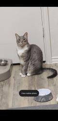 Lost Male Cat last seen Saratoga and staples st, Corpus Christi, TX 78413
