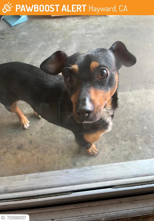 Found/Stray Male Dog last seen W sunset boulevard Hayward CA, Hayward, CA 94541