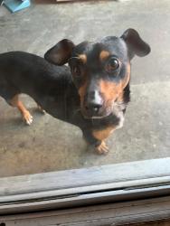 Found/Stray Male Dog last seen W sunset boulevard Hayward CA, Hayward, CA 94541