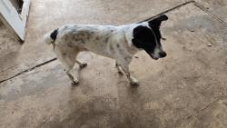 Found/Stray Male Dog last seen Near FM 462 and Airline Drive, Moore, TX 78057