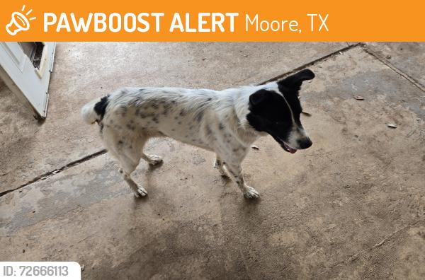 Found/Stray Male Dog last seen Near FM 462 and Airline Drive, Moore, TX 78057