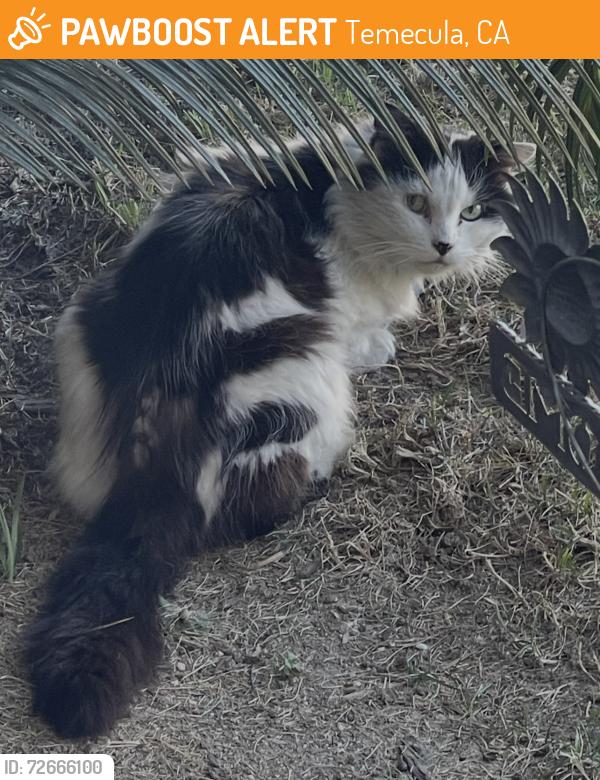 Found/Stray Unknown Cat last seen Chelsea ests of Butterfield Stage & Channel , Temecula, CA 92592