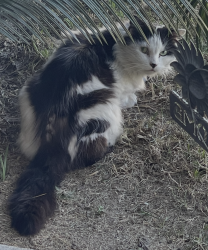 Found/Stray Unknown Cat last seen Chelsea ests of Butterfield Stage & Channel , Temecula, CA 92592