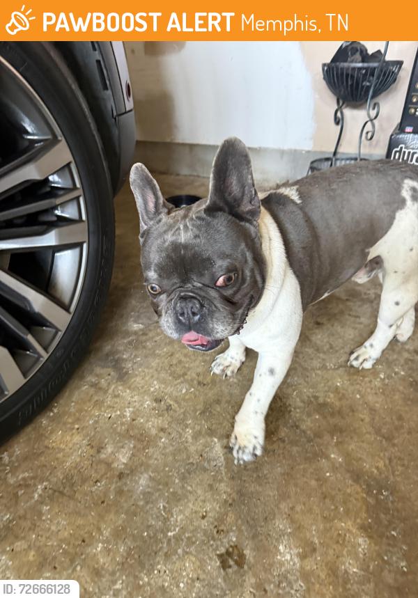 Found/Stray Male Dog last seen Rockingham , Memphis, TN 38141