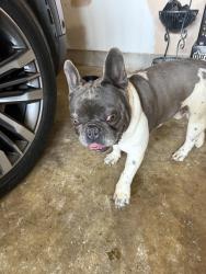 Found/Stray Male Dog last seen Rockingham , Memphis, TN 38141
