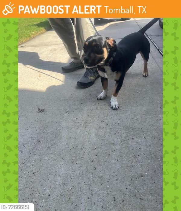 Found/Stray Male Dog last seen Cherry St and Theis St, Tomball, TX 77375
