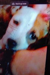 Lost Female Dog last seen 4th and Cromwell , Albuquerque, NM 87102